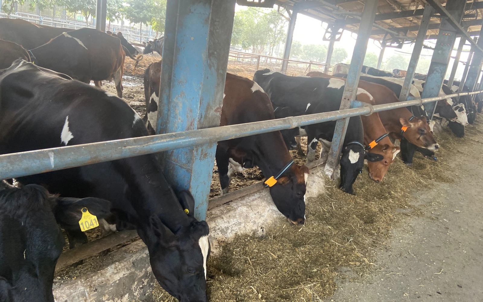 Historical RanchPal livestock monitoring activity at a working farm, with cattle wearing earlier-generation monitoring devices.