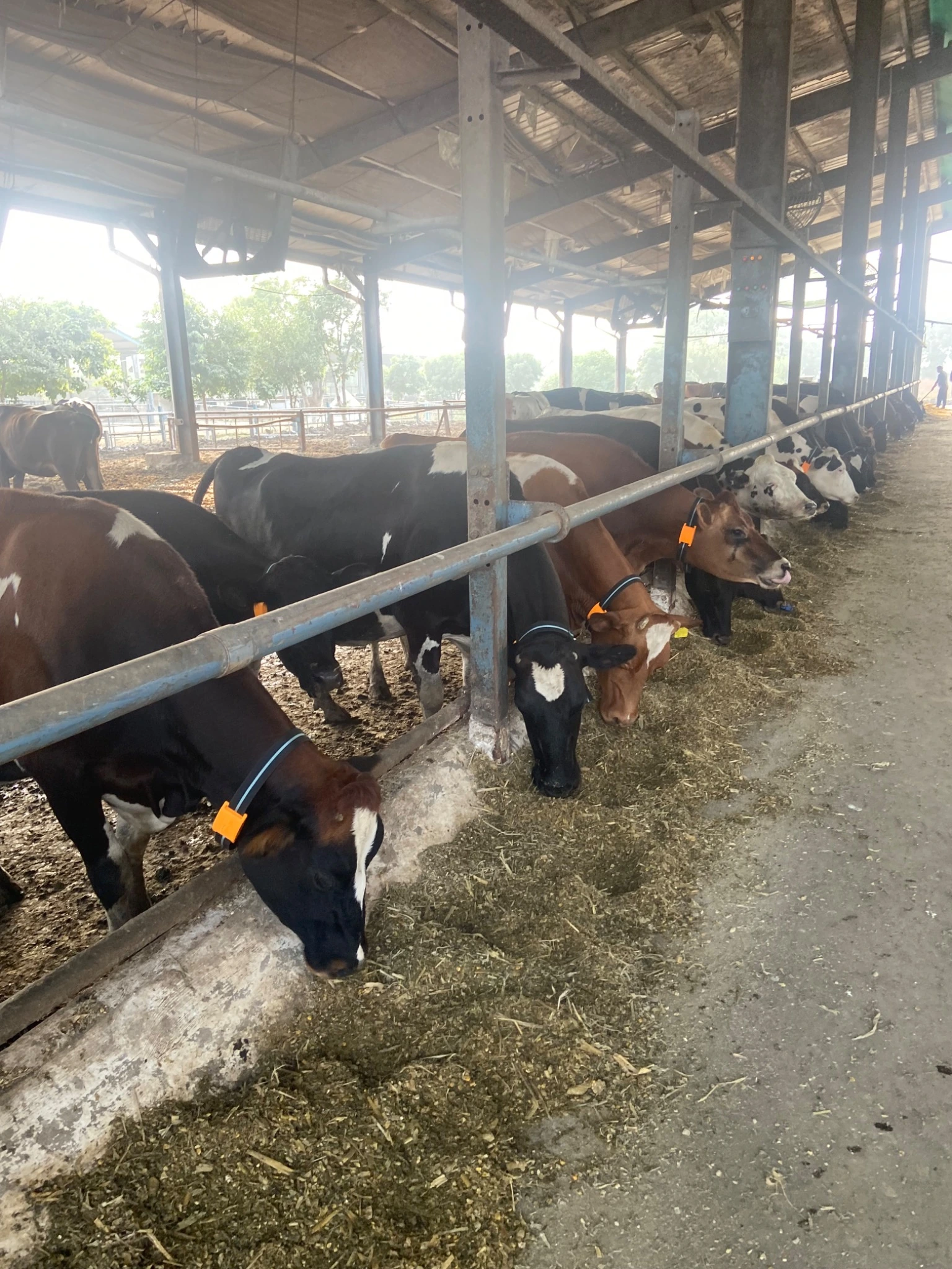 Actual cattle at a farm with RanchPal’s earlier-generation neck-mounted monitoring technology.